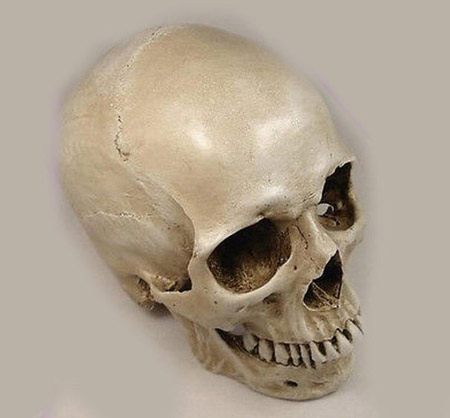Модель черепа 1 в 1.